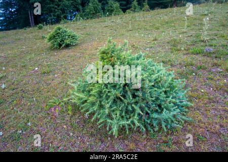 Cathaya, a genus in the pine family, Pinaceae, with one known living species, Cathaya argyrophylla. Himalayan region of Uttarakhand. Stock Photo