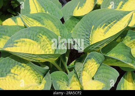 Green and yellow leaves of Hosta Forbidden Fruit Stock Photo - Alamy