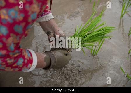 Kathmandu, Nepal. 30th June, 2023. Nepalese woman seen planting rice seedlings during the National paddy day. Nepalese people celebrate National Paddy Day by planting paddy, playing in the mud, singing traditional songs, eating yogurt and beaten rice which marks the start of the annual rice planting season. (Photo by Bivas Shrestha/SOPA Images/Sipa USA) Credit: Sipa USA/Alamy Live News Stock Photo