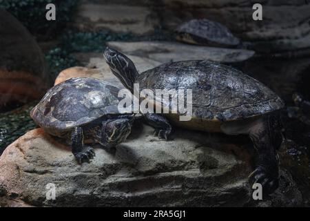 Two turtles sitting on a rock at the Brighton Sea Life Centre Stock Photo