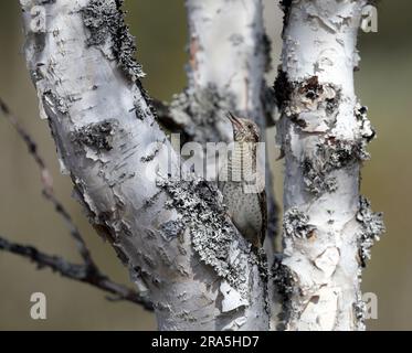 Wryneck, sitting in Birch Stock Photo