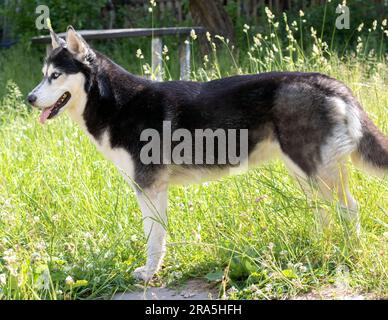 photo of a dog standing on the grass with his tongue out Stock Photo