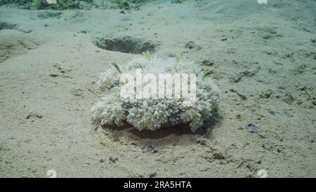 Upside Down Jellyfish (Cassiopea andromeda) sits on sandy bottom filtering for plankton on bright sunny day in sunrays, Red sea, Safaga, Egypt Stock Photo