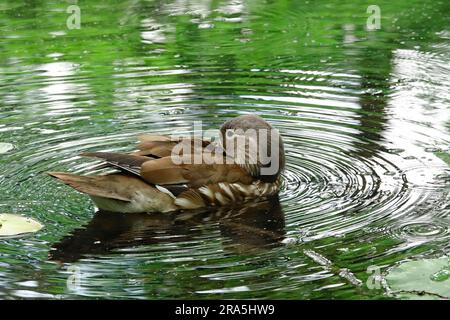 Young mandarin duck, June, Germany Stock Photo