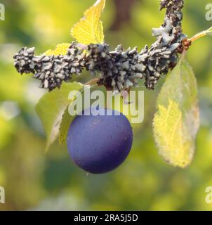 Blackthorn (Prunus spinosa), blackthorn, blackthorn, sternthorn or ...