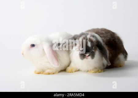 Thuringian blue and white with Rhoen, kittens, 12 weeks, satin rams, satin dwarf rams, dwarf ram rabbits, ram rabbits, Thuringian blue and white Stock Photo