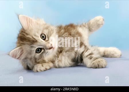 Norwegian Forest Cat, kitten, 7 weeks Stock Photo