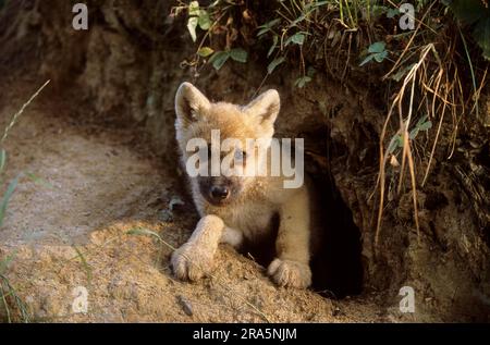 White wolf (Canis lupus), young comes out of den Stock Photo