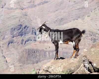 Domestic goat, Valle Gran Rey, La Gomera, Canary Islands, goat, goats, lateral, bell, Spain Stock Photo