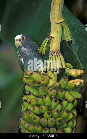 White-crowned Pionus (Pionus senilis) on Banana plant, Honduras Stock Photo