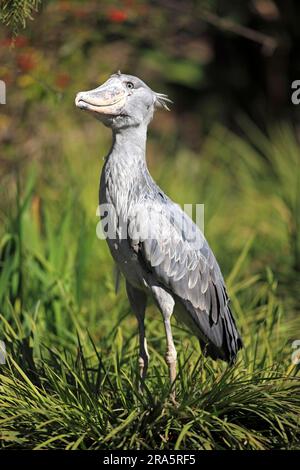 Shoebill (Balaeniceps rex), Whale-headed Stork Stock Photo