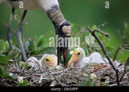 Woodstork (Mycteria americana) with chicks at nest, Florida, USA, American Wood Ibis Stock Photo
