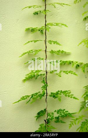 Japanese climbing fern (Lygodium japonicum), Japanese climbing fern Stock Photo