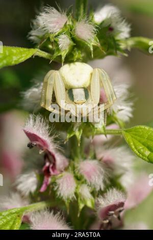 Natural vertical closeup on a white European crab spider, hiding camouflaged between flowers Stock Photo