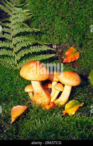 Spectacular rust gall, Schleswig-Holstein (Gymnopilus junonius) (Gymnopilus spectabilis) (Gymnopilus ventricosus) (Pholiota spectabilis), Large Stock Photo