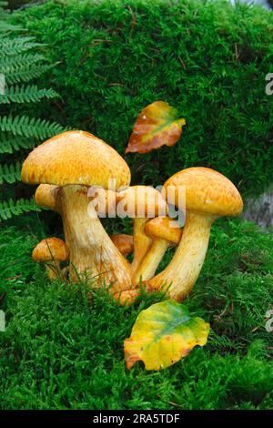 Spectacular rust gall, Schleswig-Holstein (Gymnopilus junonius) (Gymnopilus spectabilis) (Gymnopilus ventricosus) (Pholiota spectabilis), Large Stock Photo