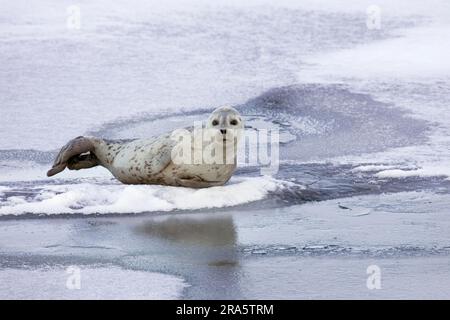 Insular Seal, Lake Abashiri, Hokkaido, Japan (Phoca vitulina stejnegeri) Stock Photo