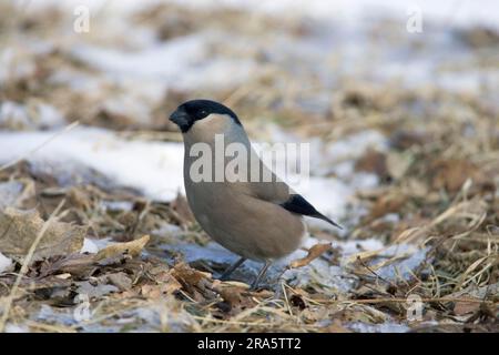 Grey-bellied Bullfinch, female, Hokkaido, Japan (Pyrrhula pyrrhula griseiventris), finches Stock Photo