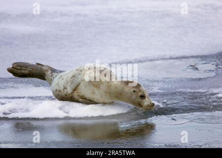 Insular Seal, Lake Abashiri, Hokkaido, Japan (Phoca vitulina stejnegeri) Stock Photo