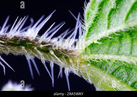 Stinging nettle (Urtica dioica), stinging hairs, nettles Stock Photo