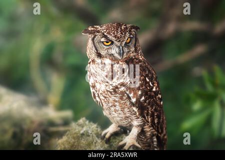 Spotted eagle-owl (Bubo africanus) Stock Photo