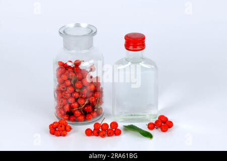 Production of rowan berry tincture, rowan berry (Sorbus aucuparia), rowan berry tincture, free plate, object Stock Photo