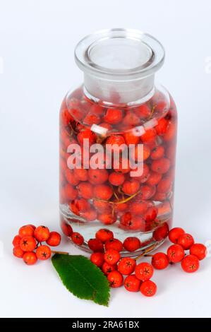 Production of rowan berry tincture, rowan berry (Sorbus aucuparia), rowan berry tincture, free plate, object Stock Photo