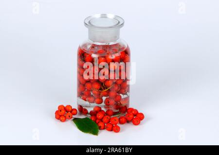 Production of rowan berry tincture, rowan berry (Sorbus aucuparia), rowan berry tincture, free plate, object Stock Photo