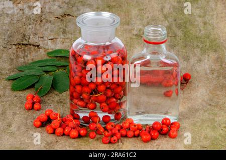 Production of rowan berry tincture, rowan berry (Sorbus aucuparia), rowan berry tincture, free plate, object Stock Photo