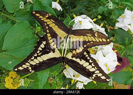 two specimens of giant swallowtail, (Papilio cresphontes) in mating Stock Photo