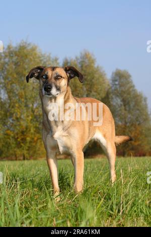 Mixed breed dog, odd-eyed Stock Photo