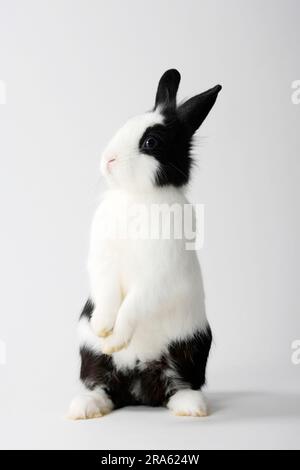Lion-maned dwarf rabbit, black and white, lion-headed rabbit, domestic rabbit, dwarf rabbit Stock Photo