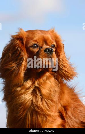 Ruby red cavalier clearance king charles spaniel