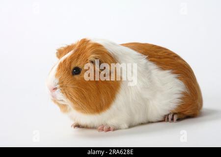 Guinea Pig pig, red and white Stock Photo