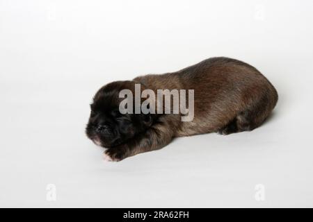 Tibetan Spaniel, puppy, 7 days Stock Photo - Alamy