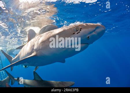 Galapagos sharks (Carcharhinus galapagensis), Oahu Island, Hawaii, Galapagos shark, USA Stock Photo