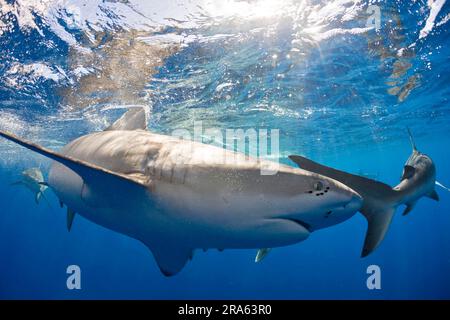 Galapagos sharks (Carcharhinus galapagensis), Oahu Island, Hawaii, Galapagos shark, USA Stock Photo