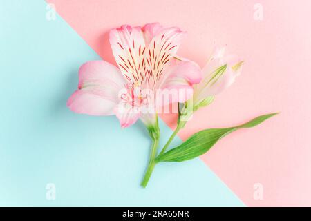 Alstroemeria flower on blue and pink colored background. Stock Photo