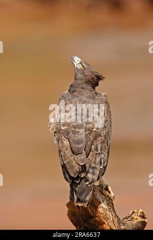Martial eagle (Polemaetus bellicosus), Samburu Game Reserve, Kenya Stock Photo