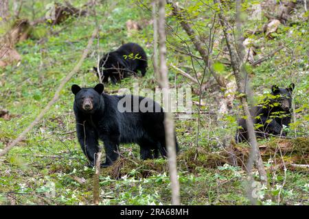 Black bear (Ursus americanus), Great Smoky Mountains National Park, Spring, TN, USA, by Dominique Braud/Dembinsky Photo Assoc Stock Photo