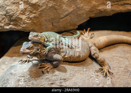 Chuckwalla, Sauromalus ater are found primarily in arid regions of the southwestern United States and northern Mexico Stock Photo