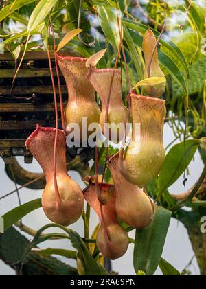 The tropical pitcher plant nepenthes ventricosa, a - plant. Nepenthes ventricosa is endemic to Malaysia and Philippines Stock Photo