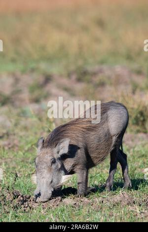 Zambia, South Luangwa. Common warthog (WILD: Phacochoerus africanus) young male. Stock Photo