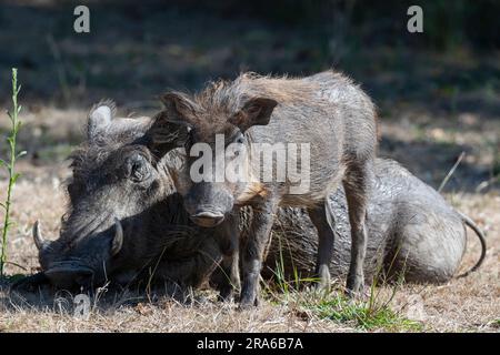 Zambia, South Luangwa. Common warthog (WILD: Phacochoerus africanus) adult and young wartlet. Stock Photo