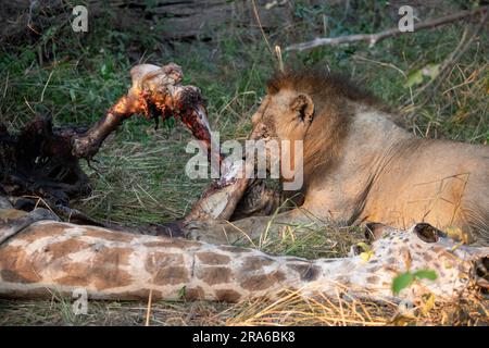 Zambia, South Luangwa NP. Male lion (WILD: Panthera leo) on endemic Thornicroft's giraffe kill (Giraffa camelopardalis thornicrofti) Stock Photo