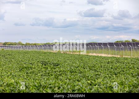 Soybean field with solar energy farm in background. Renewable energy, agriculture and farming concept. Stock Photo