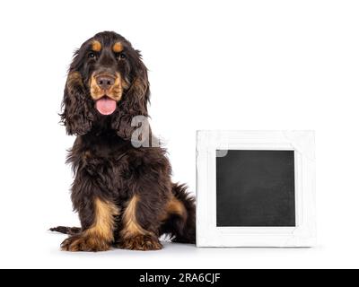 Majestic choc and tan 3 months old Cocker Spaniel dog, sitting beside with black board filled white picture frame. Looking straight to camera with swe Stock Photo