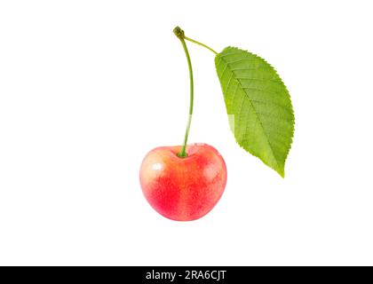 Sweet cherry bright red fruit with stem and leaf isolated on white. Stock Photo