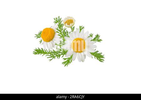 Chamomile flowers, buds and leaves bunch isolated on white. White daisy in bloom. Chamaemelum nobile herbal medicine plant. Stock Photo