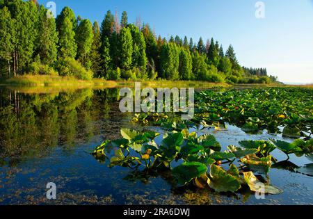 Malone Creek on Upper Klamath Lake canoe trail with Cow lilies (Nuphar polysepala), Upper Klamath National Wildlife Refuge, Oregon Stock Photo